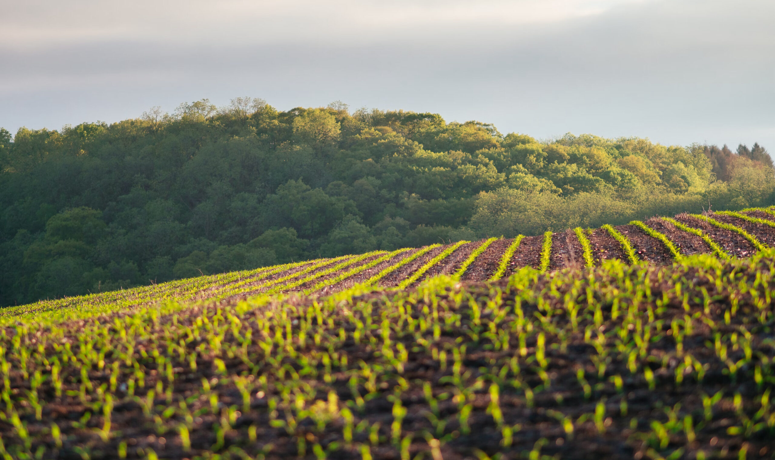 Field of beans